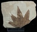 Fossil Sycamore Leaf - Green River Formation #2328-2
